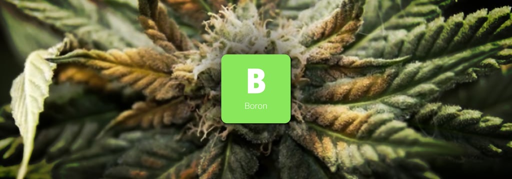 วิธีป้องกันและวิธีแก้พืชขาดสารอาหารชนิดต่างๆ (Nutrient Deficiency) 26 พืชขาดสารอาหาร