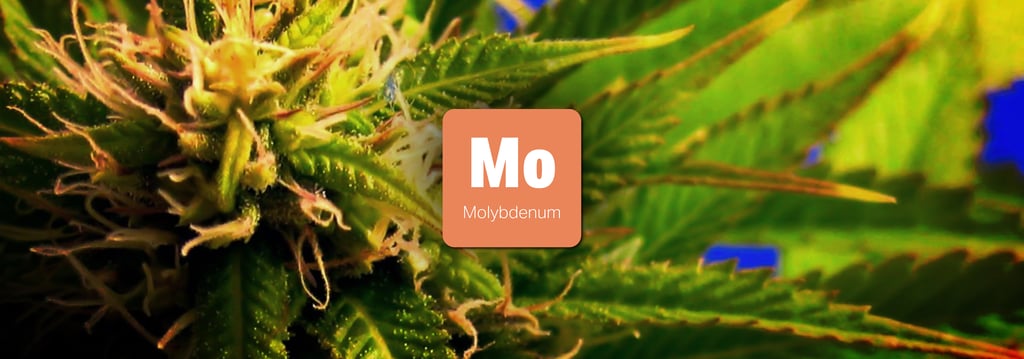 วิธีป้องกันและวิธีแก้พืชขาดสารอาหารชนิดต่างๆ (Nutrient Deficiency) 29 พืชขาดสารอาหาร