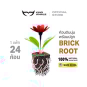 BRICK ROOT