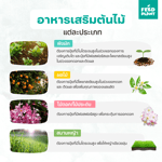 FEED PLANT อาหารเสริมต้นไม้ สูตร All-Plants บํารุงกิ่ง/ลําต้น/ใบ ใช้ได้พืชทุก ชนิด - Image 9