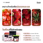 ออโรร่า (AURORA) | PK+Amino เร่งการสร้างเนื้อดอก และผลผลิต | KING WHALE - Image 7