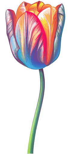 2d colorful single tulip black outline transparent background vector