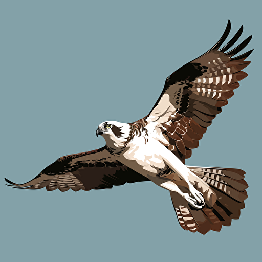 osprey vector art