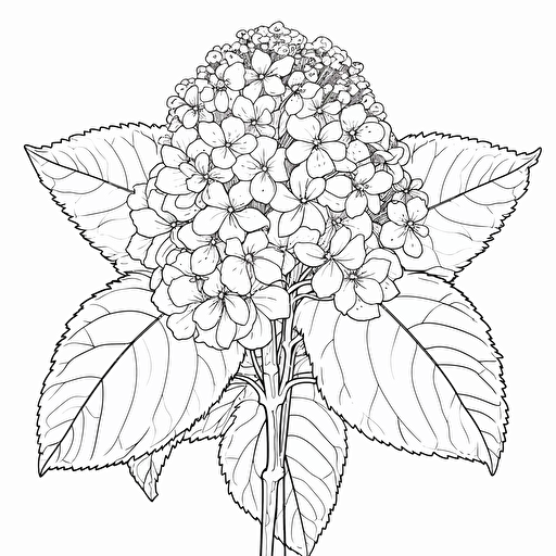 Hydrangea ignorant style No Shadow. Coloring page. Vector. Simple.