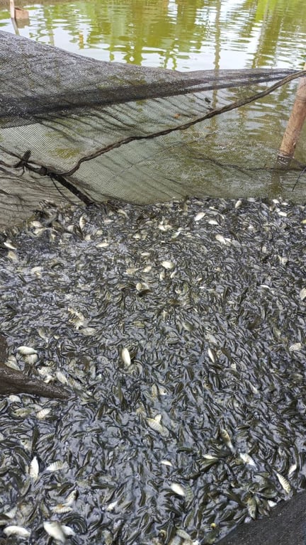 Benih ikan nila berkualitas tinggi dari D&B Farm