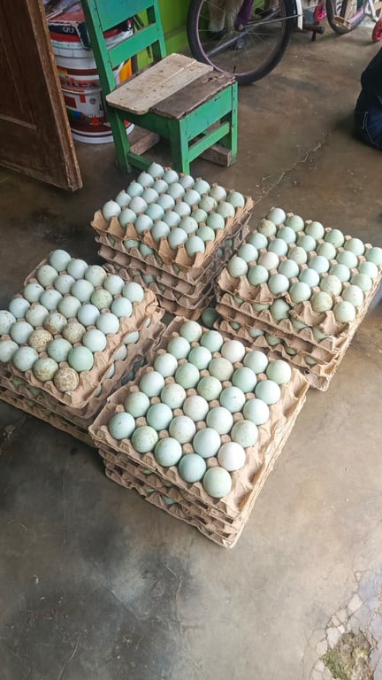 DOD bebek petelur unggul dari D&B Farm