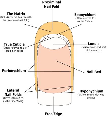 the image shows, anatomy of nails
