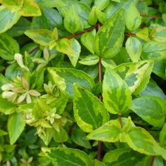 Kaleidoscope Abelia 2