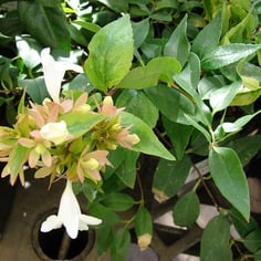 Kaleidoscope Abelia 3