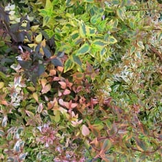 Kaleidoscope Abelia 4