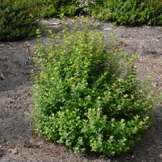 Rose Creek Glossy Abelia 3