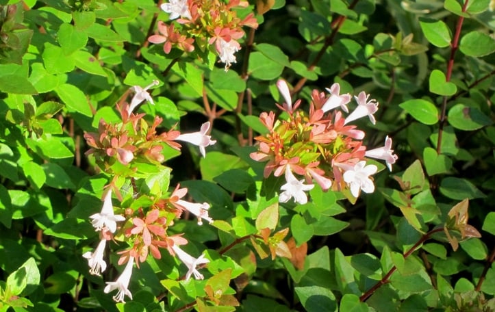 Rose Creek Glossy Abelia
