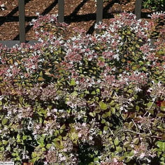 Rose Creek Glossy Abelia 2