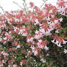 Glossy Abelia 3