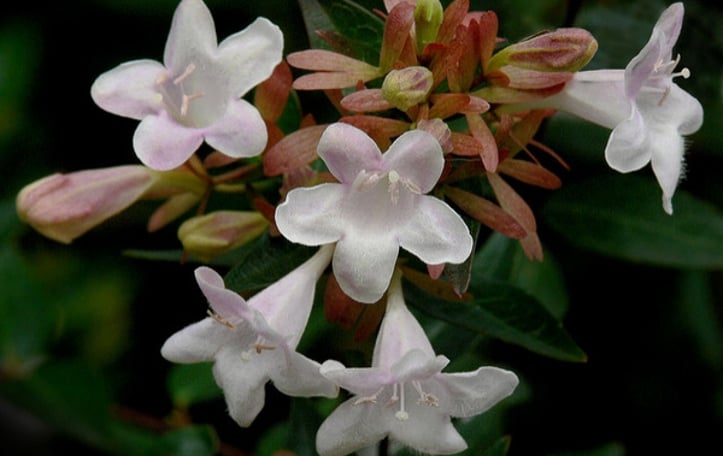 Glossy Abelia