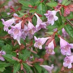 Glossy Abelia 2