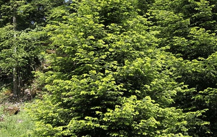 Common Silver Fir