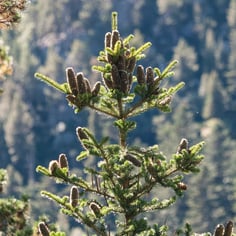 Common Silver Fir 2