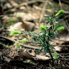 Common Silver Fir 3