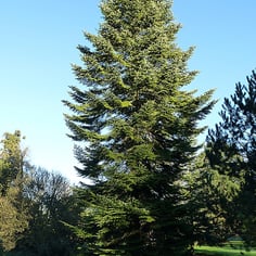 Common Silver Fir 4