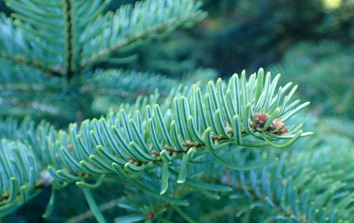 Cilicica Fir