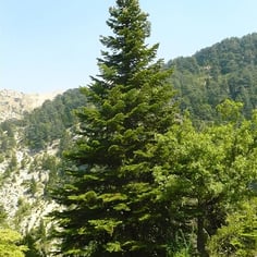 Cilicica Fir 3