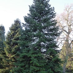 Caucasian Fir 4