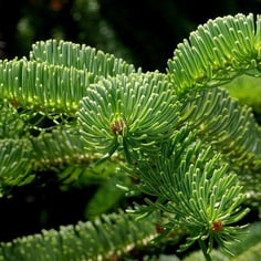 Caucasian Fir 2
