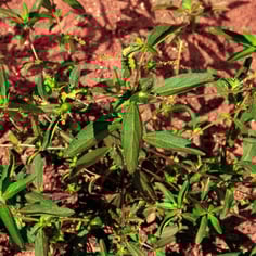 Shortsalk Copperleaf 2