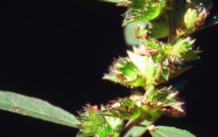 Shortsalk Copperleaf