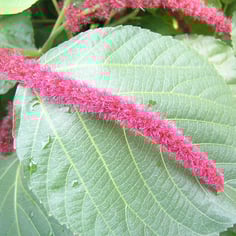 Bristly Copperleaf 3