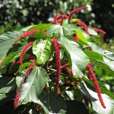 Bristly Copperleaf 4