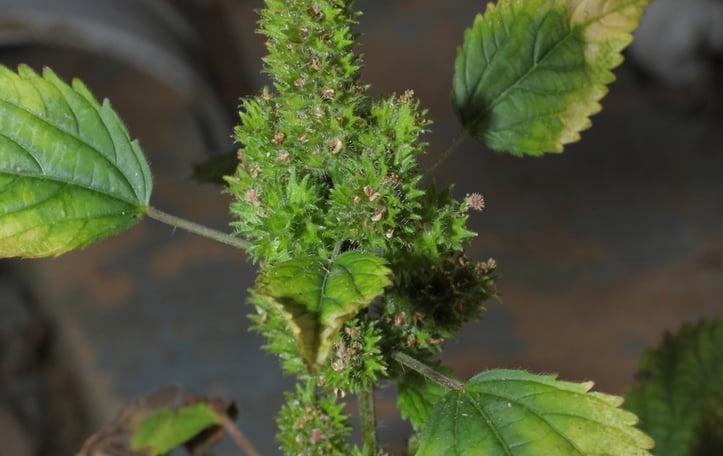Chenille Plant