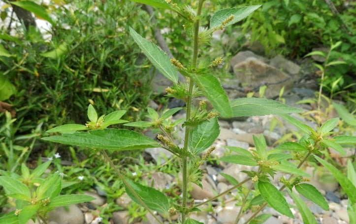 Virginia Copperleaf