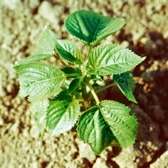 Virginia Copperleaf 2