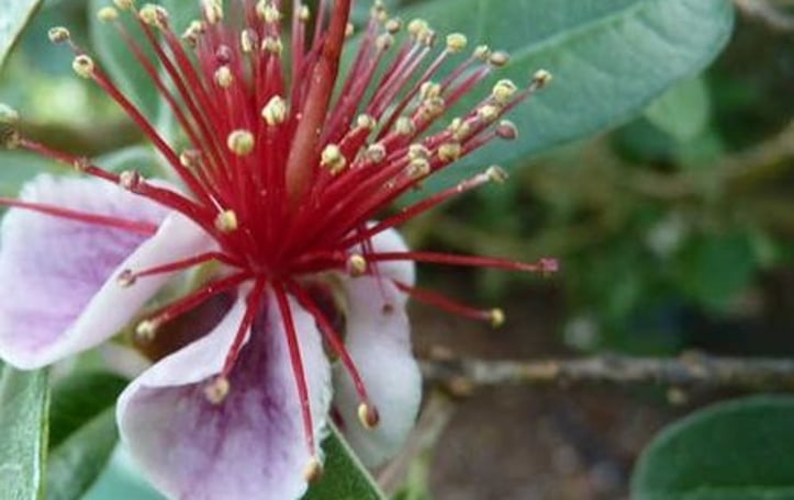 Feijoa