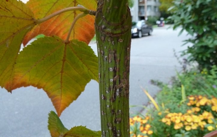 Japanese Striped-Bark Maple