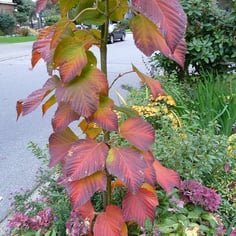Japanese Striped-Bark Maple 2