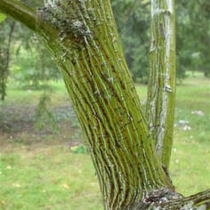 Japanese Striped-Bark Maple 3