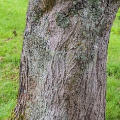 Japanese Striped-Bark Maple 4