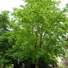 Cappadocian Maple 2
