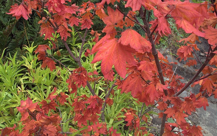 Oregon Vine Maple