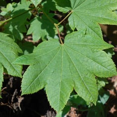 Oregon Vine Maple 2