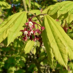 Oregon Vine Maple 3