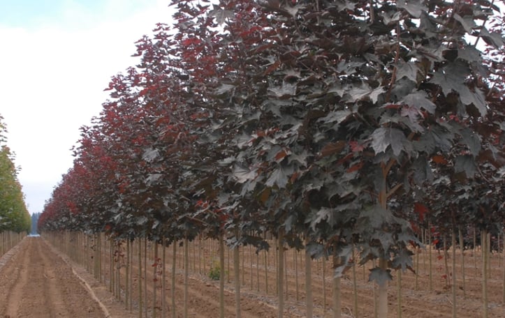 Crimson Sunset® Maple