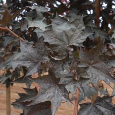 Crimson Sunset® Maple 2