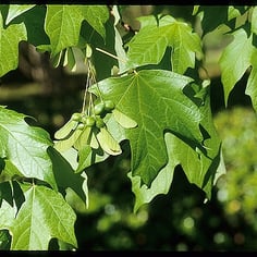 Florida Maple 3