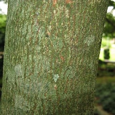 Nikko Maple 3