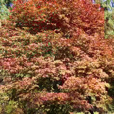 Japanese Maple 3