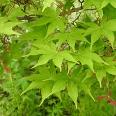 Japanese Maple 4